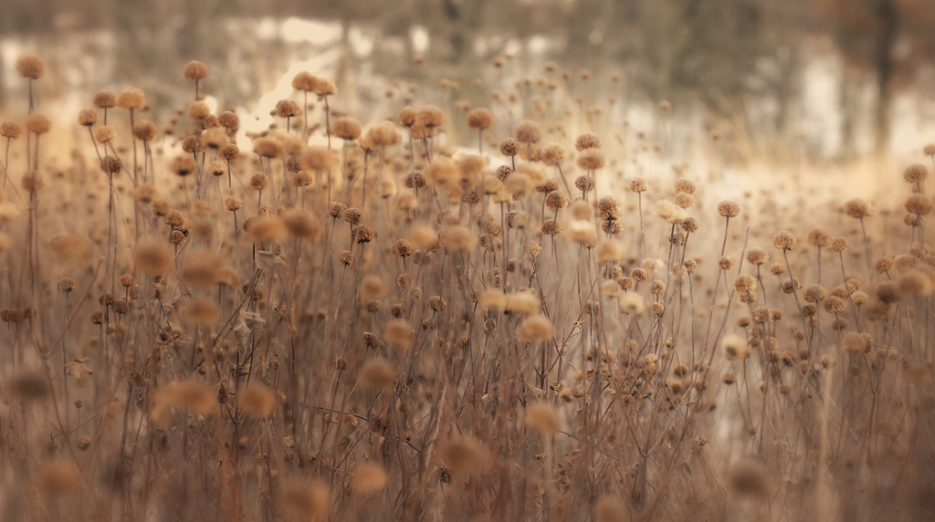 pretty weeds (for real) - 1 of 8 picks for this week's Friday Favorites