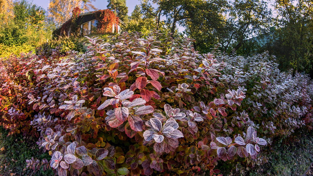 a dusting of frost - 1 of 8 picks for this week's Friday Favorites