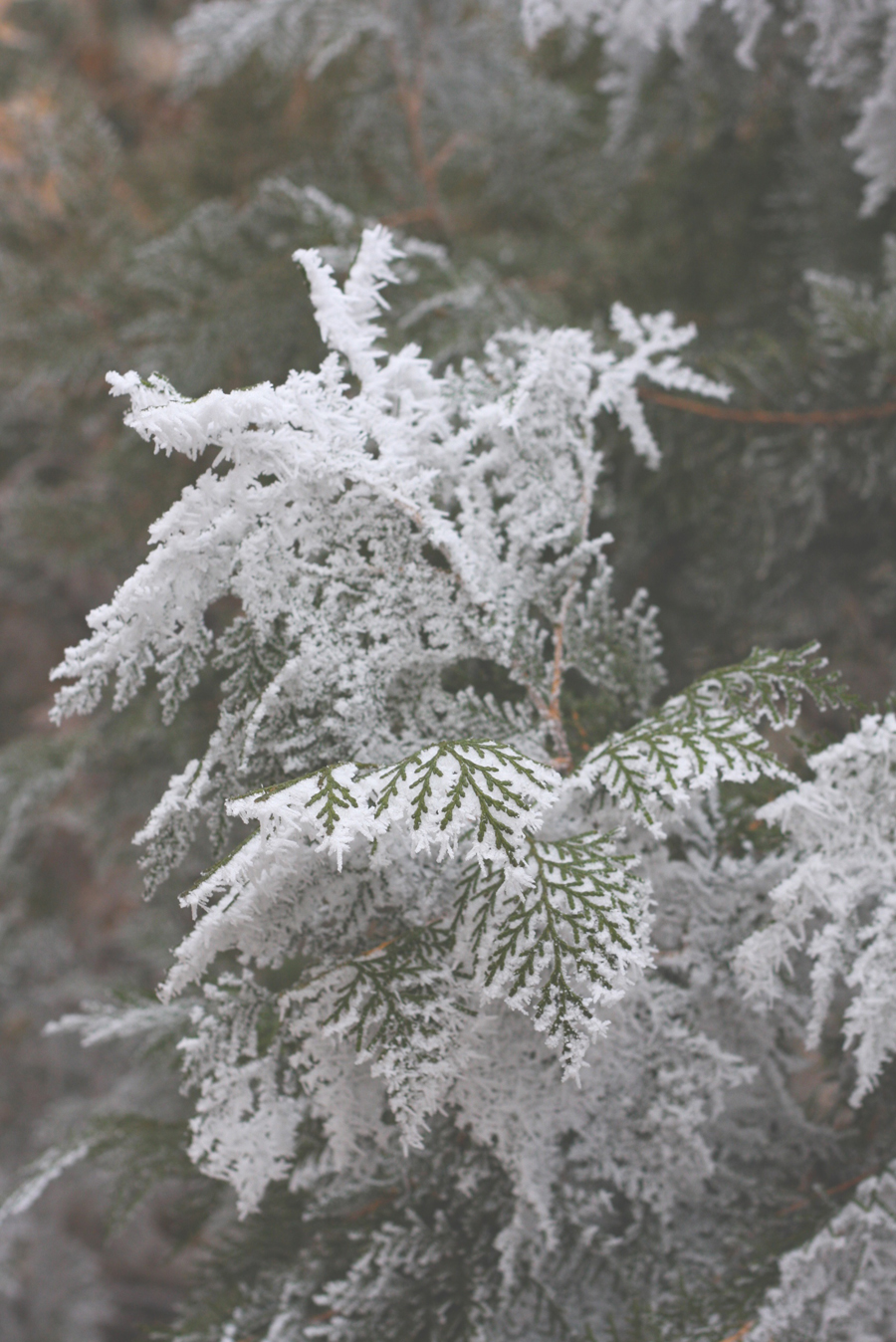 a clingy type of snow - 1 of 8 picks for this week's Friday Favorites