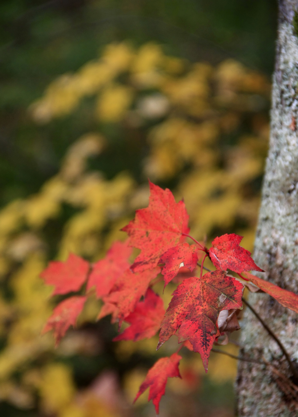 East Texas fall color