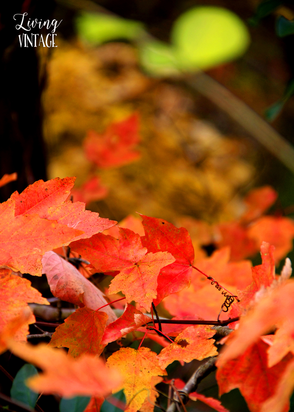 East Texas fall color