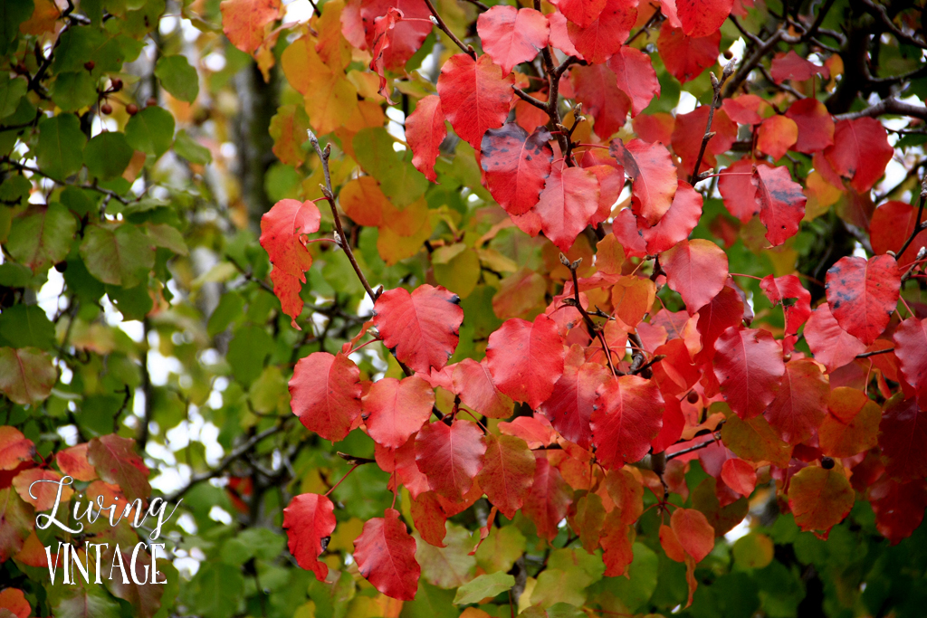 East Texas fall color