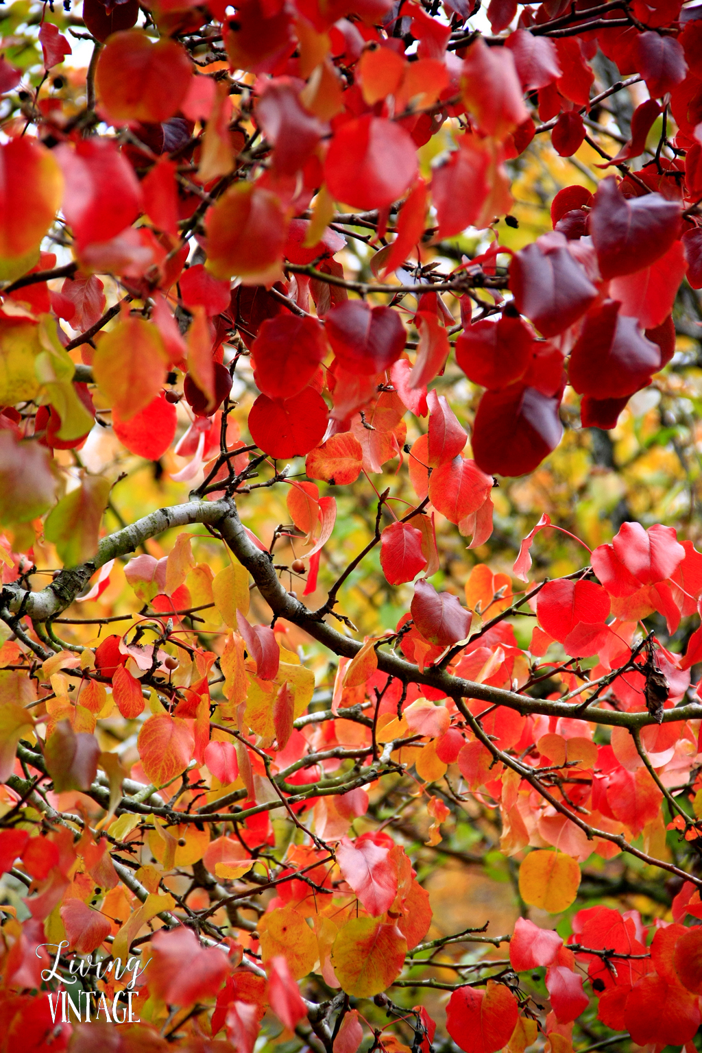 East Texas fall color