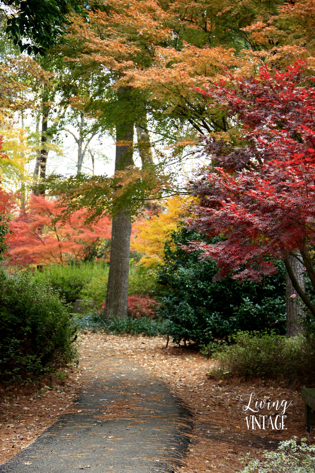 East Texas fall color