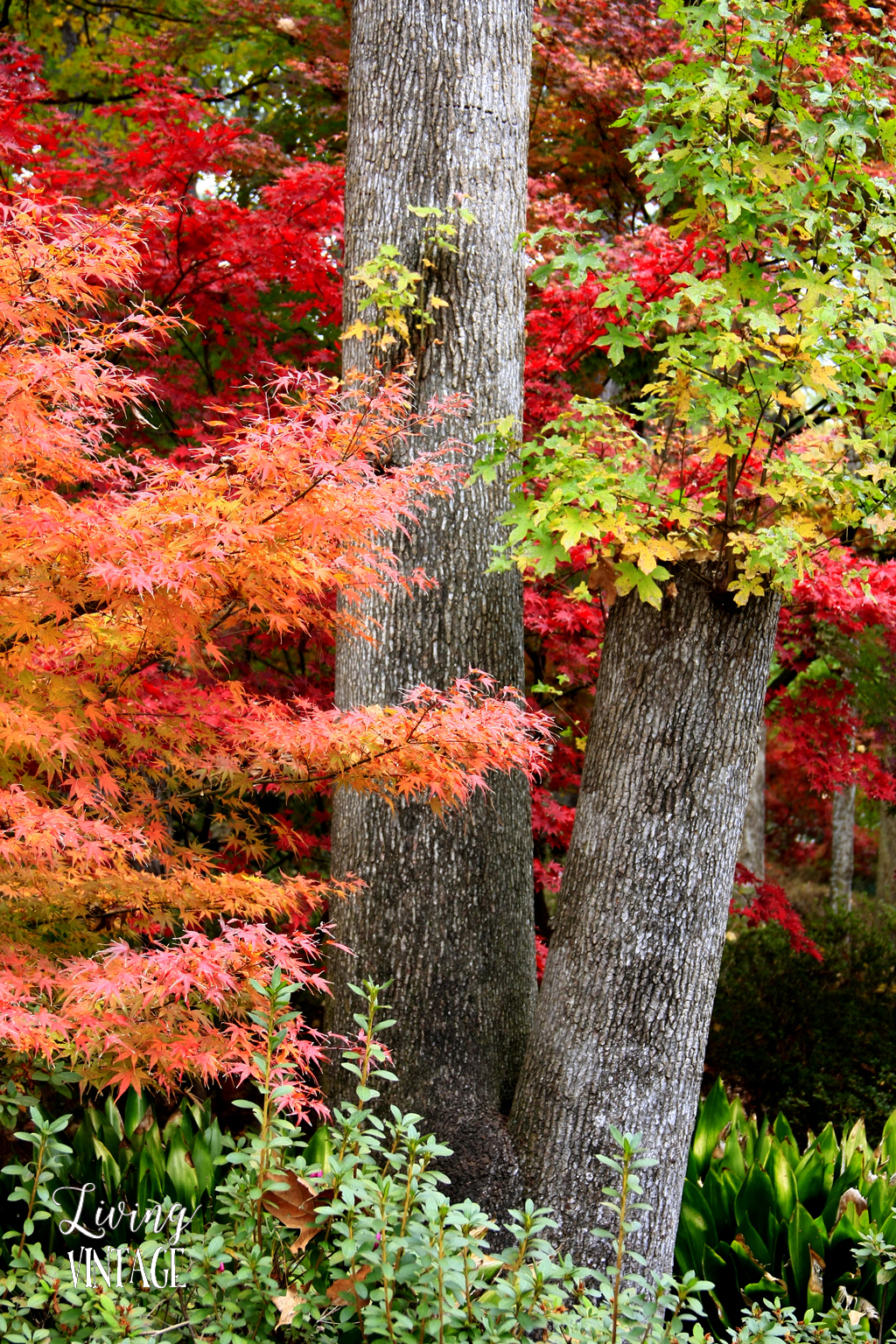 East Texas fall color