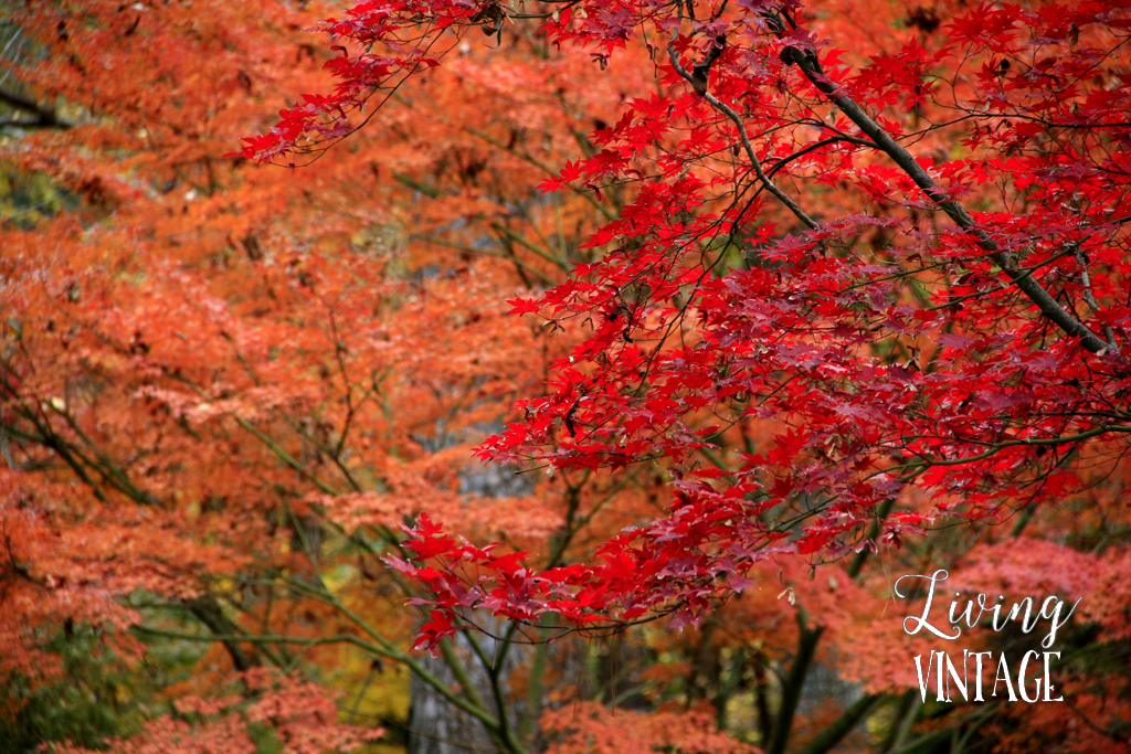 East Texas fall color