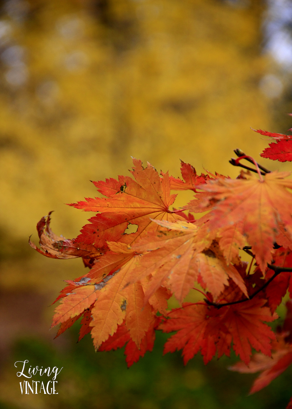 East Texas fall color