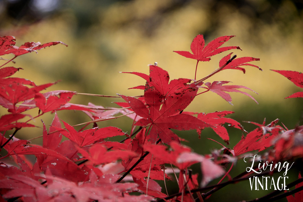 East Texas fall color