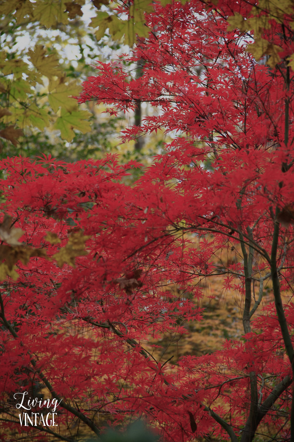 East Texas fall color