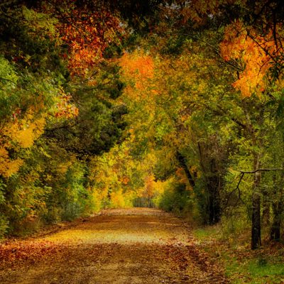 East Texas Fall Color