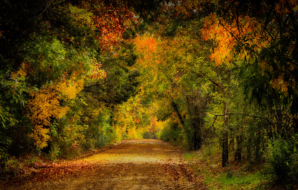 East Texas fall color