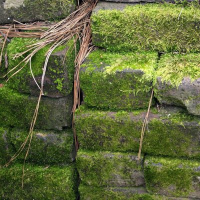 Mossy Bricks (#6)