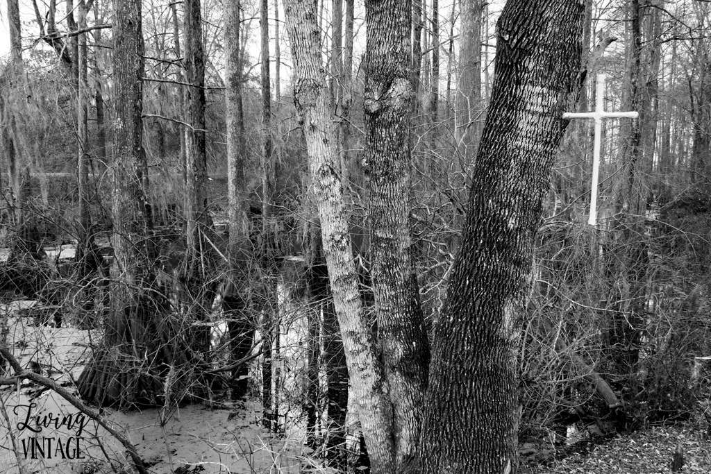 swampy land and cypress trees (a common sight in LA and MS)