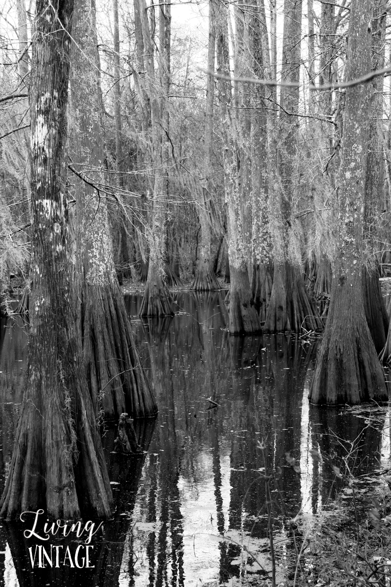 swampy land and cypress trees (a common sight in LA and MS)