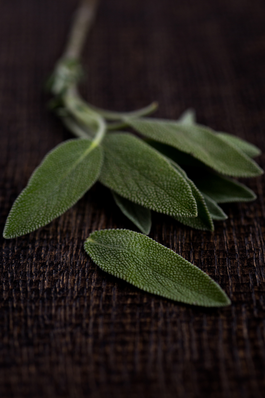 beautiful, fuzzy sage