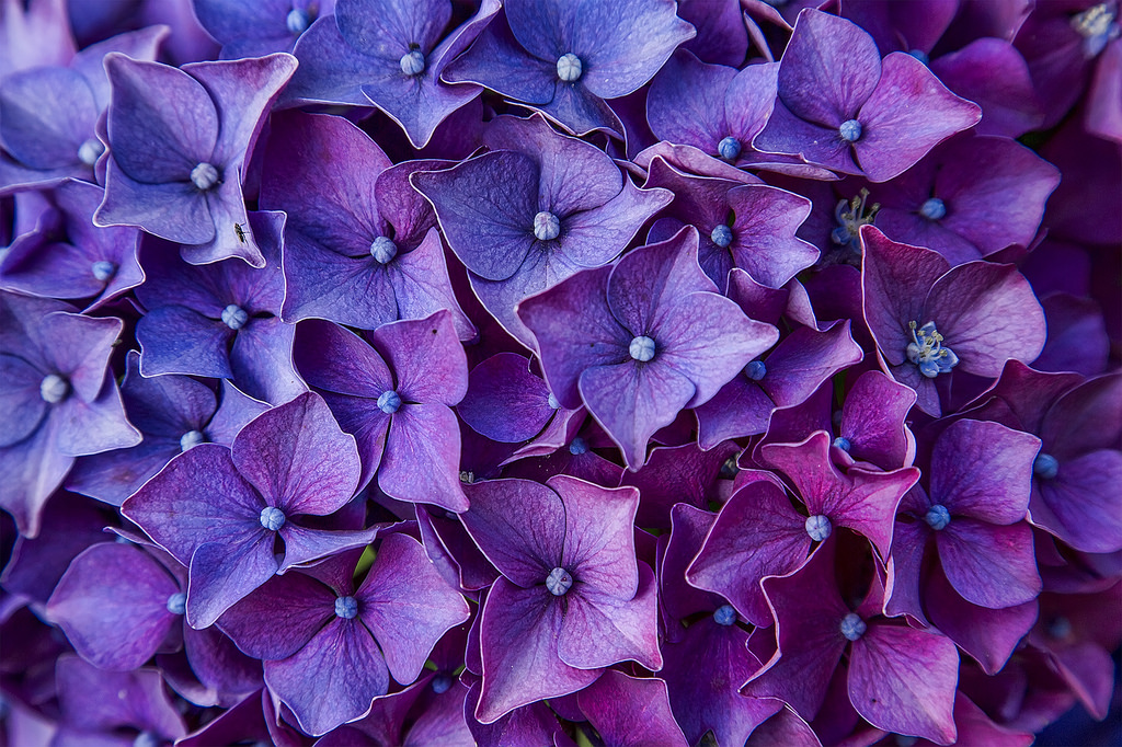 beautiful purple hydrangeas