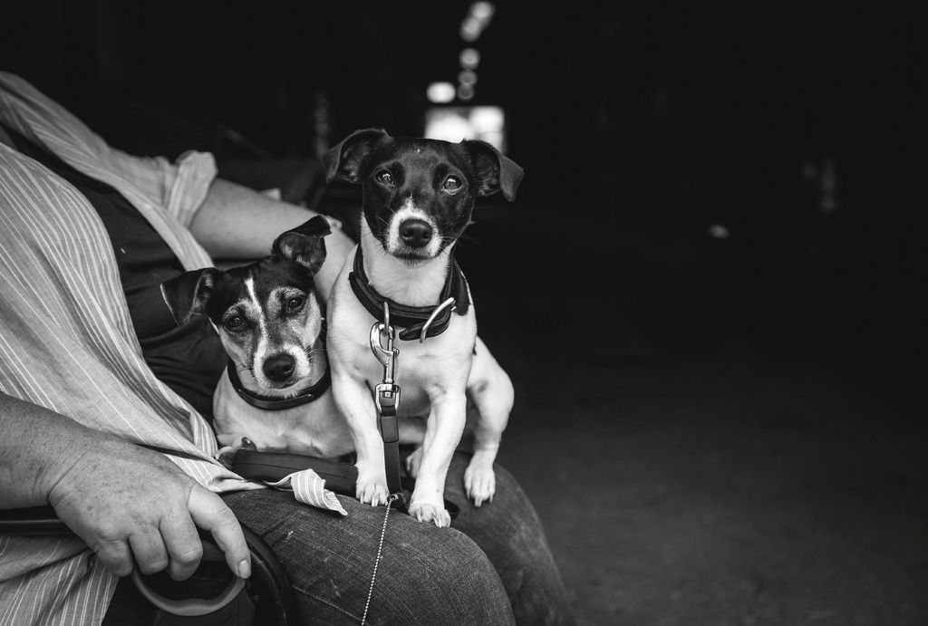 two precious traveling companions