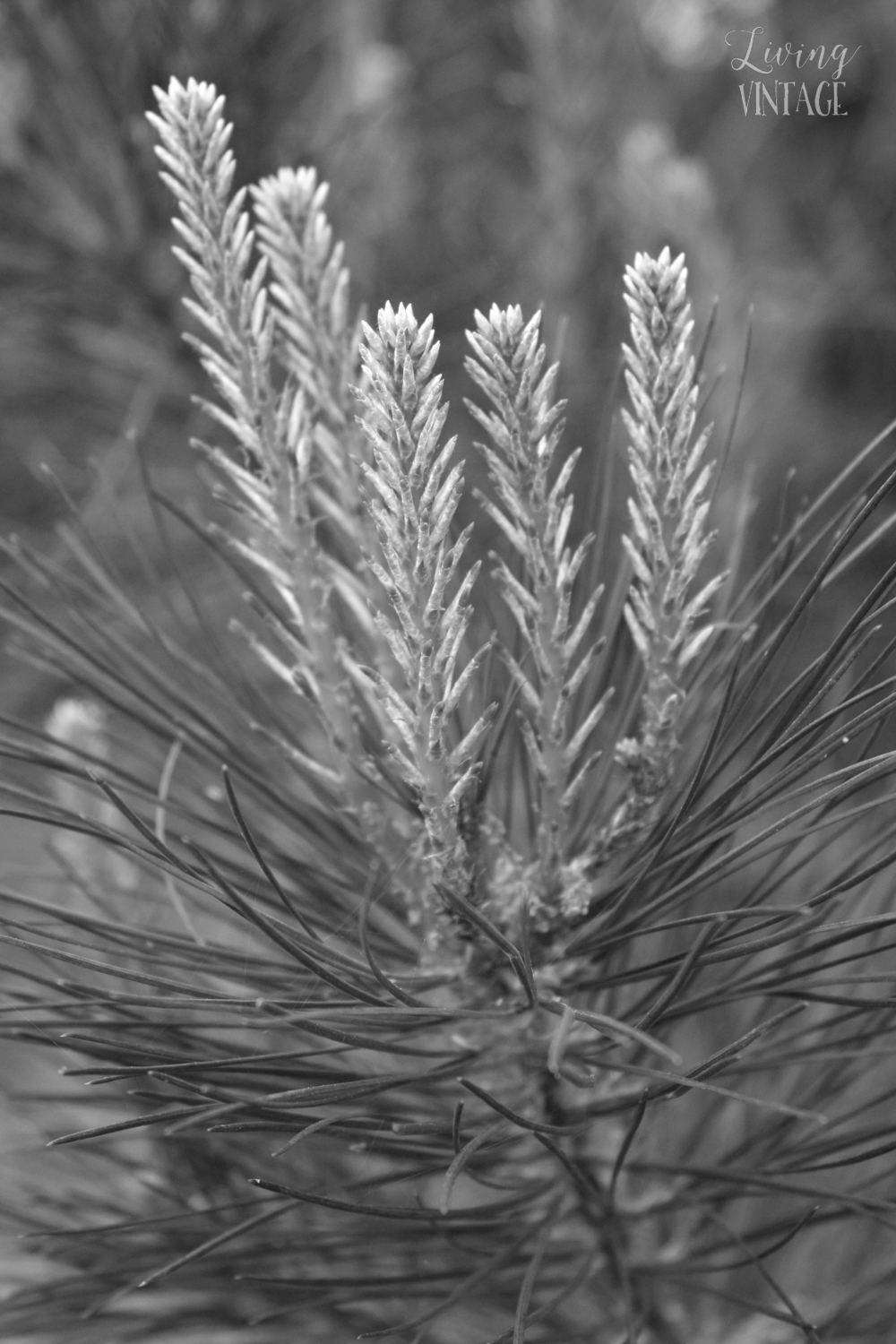 new growth of a pine tree