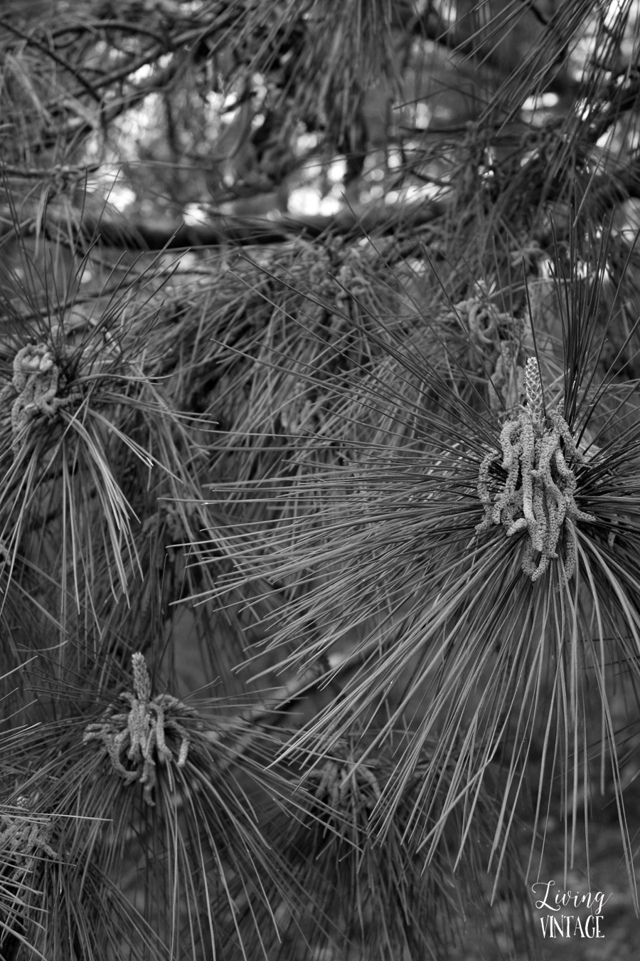 a pine tree's new growth