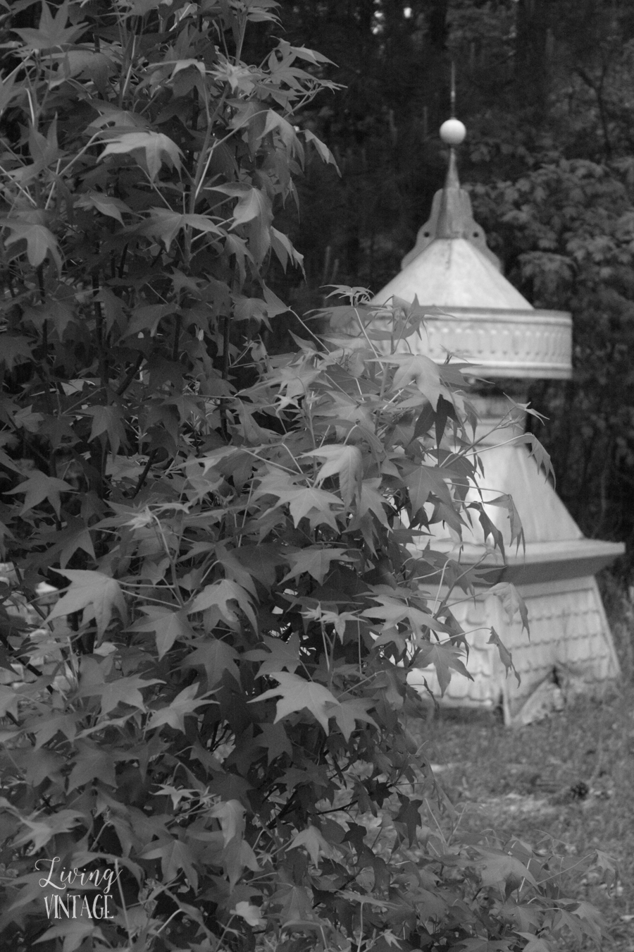 a neat old cupola hiding behind a baby sweetgum tree