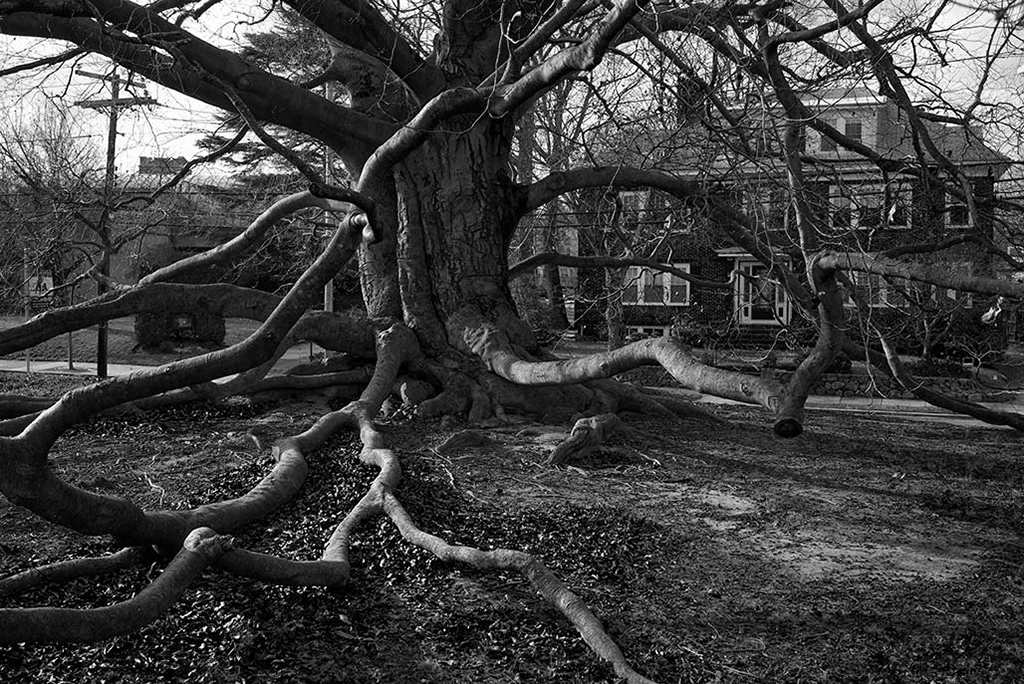 an old and beautiful beech tree